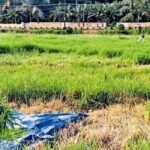 Farmers in these fields reap not paddy; Kottayam’s Alummoodu finds new rhythm | Kerala Stories | ACTPnews