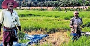 Farmers in these fields reap not paddy; Kottayam’s Alummoodu finds new rhythm | Kerala Stories | ACTPnews