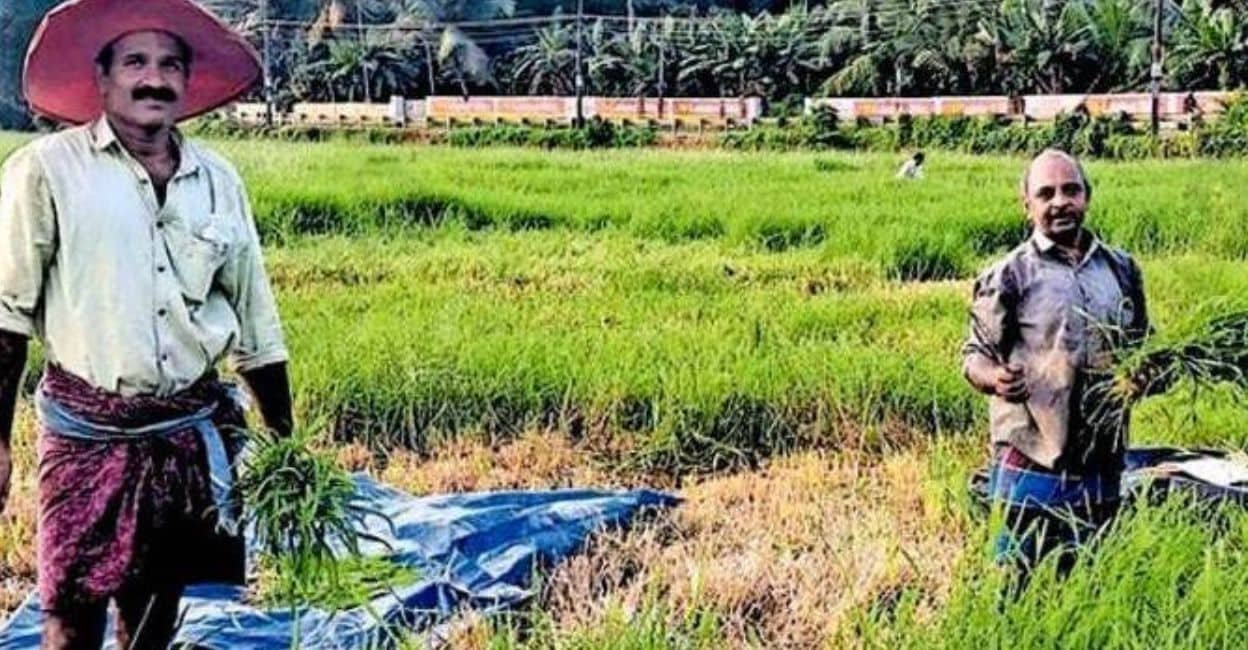 Dairy farmers S Saji Madukkanayil and Aravindakshan Maruthanadiyil, who is also a Manorama newspaper agent, cut grass for their cattle at the Alummoodu paddy fields in Mattakkara. Image: Special Arrangement.