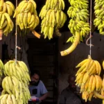 Banana prices soar to historic highs ahead of Onam as supply chain shrinks | Kerala Stories | ACTPnews