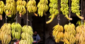 Banana prices soar to historic highs ahead of Onam as supply chain shrinks | Kerala Stories | ACTPnews
