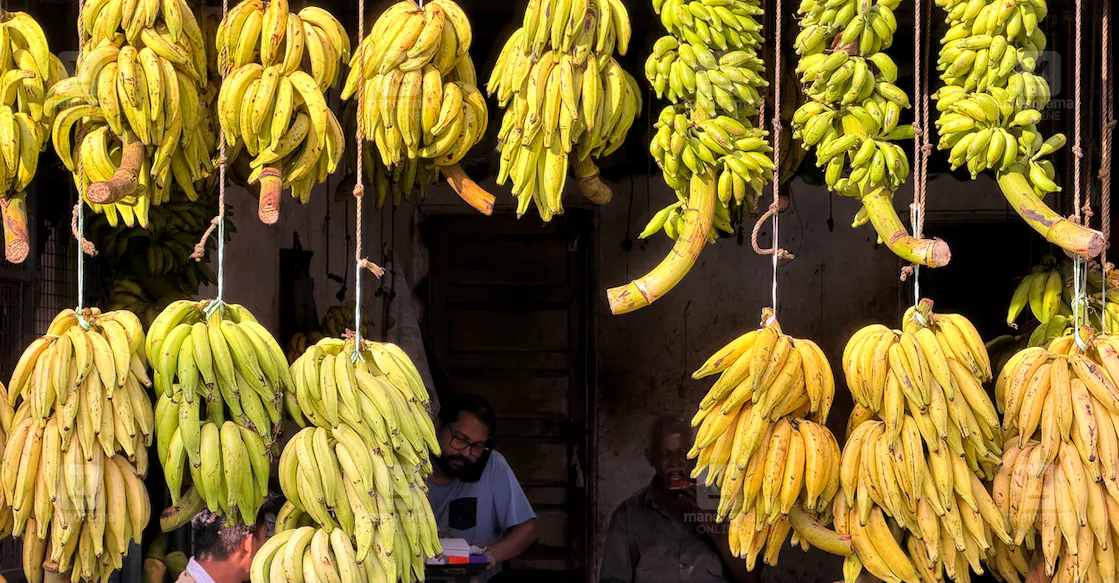Banana prices soar to historic highs ahead of Onam as supply chain shrinks | Kerala Stories