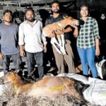 Foal delivered under torchlight named Torch | Palakkad veterinary miracle | ACTPnews