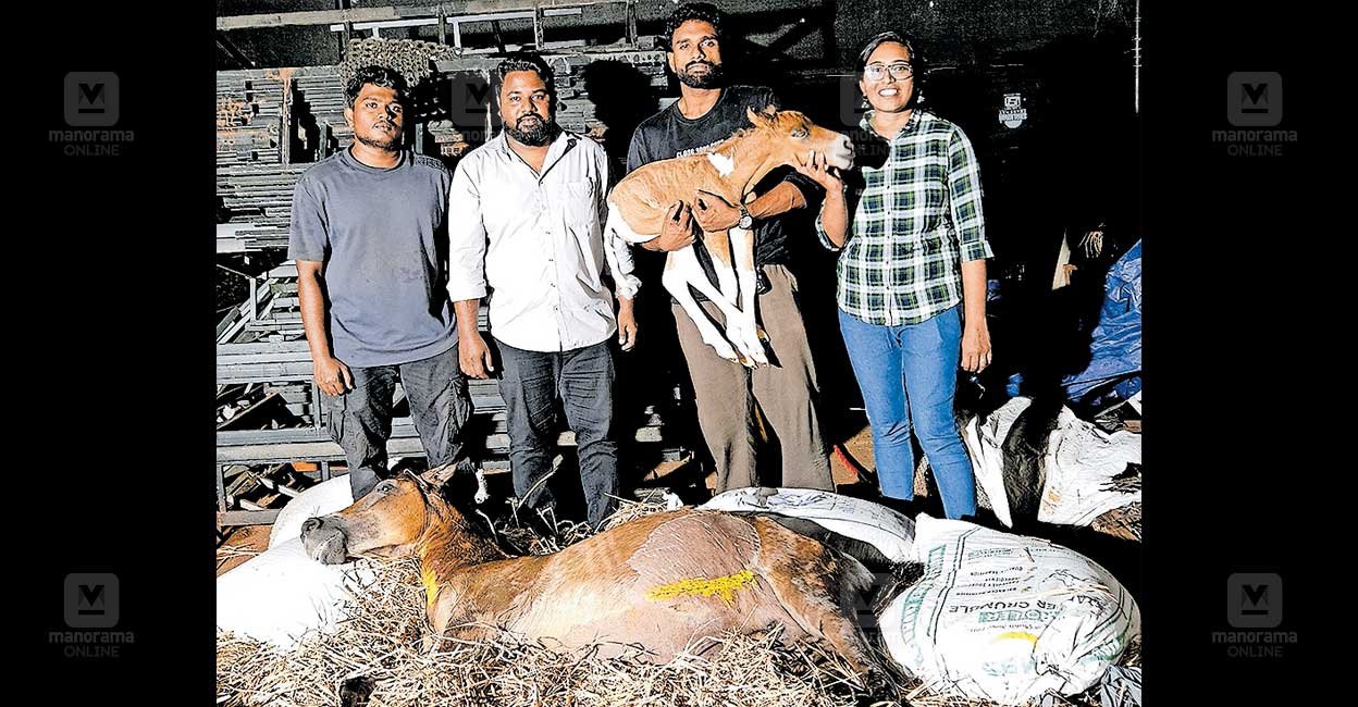 Foal delivered under torchlight named Torch | Palakkad veterinary miracle
