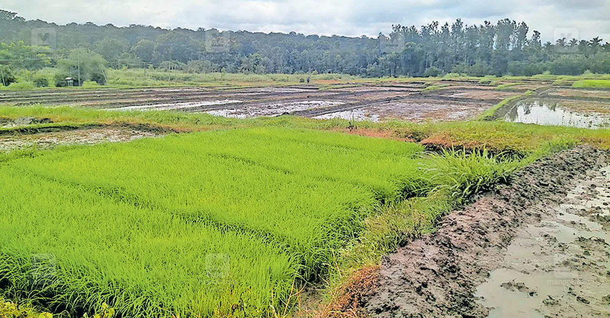 Wayanad stares at severe summer drought as monsoon deficit hits 37% | Kerala News