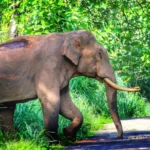 Injured wild elephant found at Mankulam’s Anakulam | Kerala news in English | ACTPnews