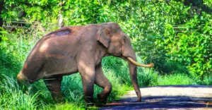 Injured wild elephant found at Mankulam’s Anakulam | Kerala news in English | ACTPnews