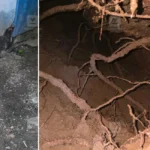 Small hole in courtyard of Kollam house turns out to be massive sinkhole, family in panic | Kerala Stories | ACTPnews