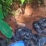 Sewage dumped in open drain in Kasaragod; residents track down culprits, make them clean it up | Kerala News in English | ACTPnews
