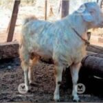 ‘Malabari’ breed of goats in Kerala descended from Arab countries: Researchers | Kerala Stories | ACTPnews