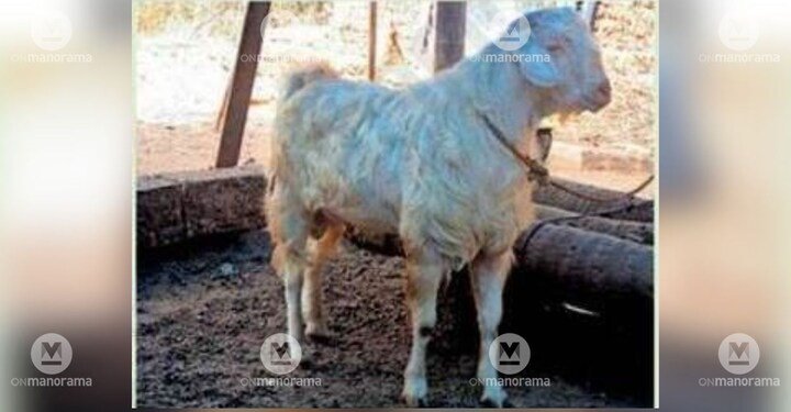 Malabari Goat. Photo: Special Arrangement.